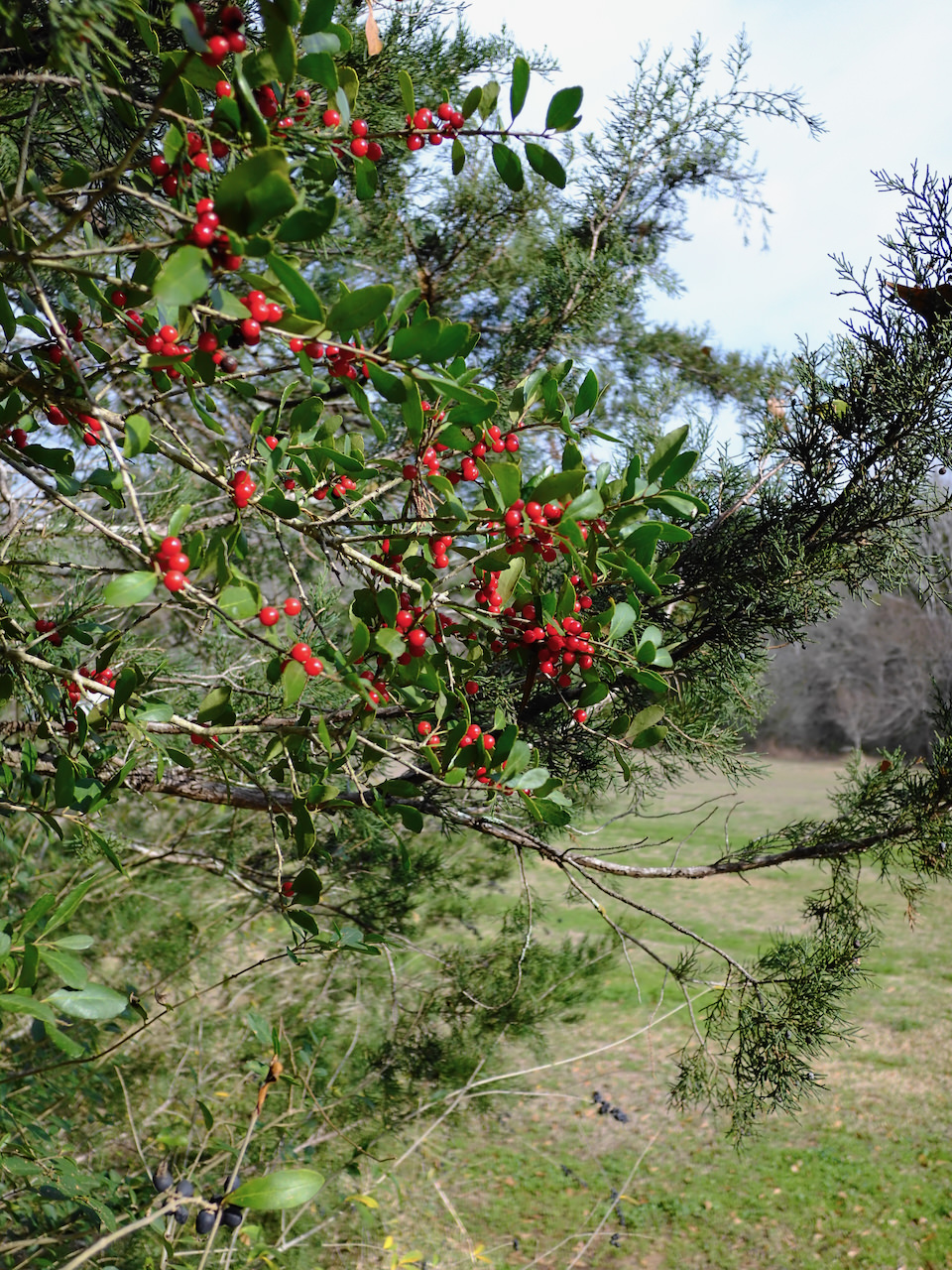 Yaupon berries. Fuji X-Half Velvia 1/2000 F2.8 ISO200